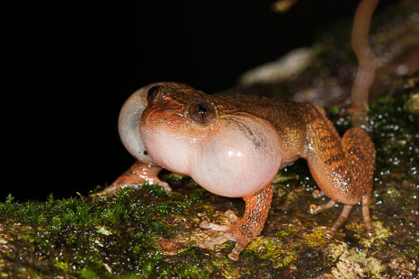 bombay night frog