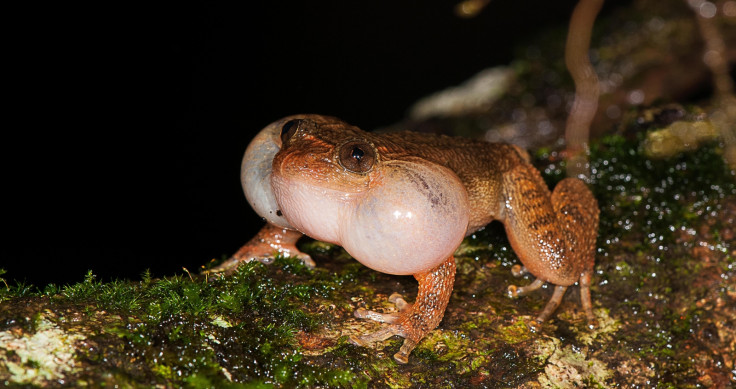 bombay night frog