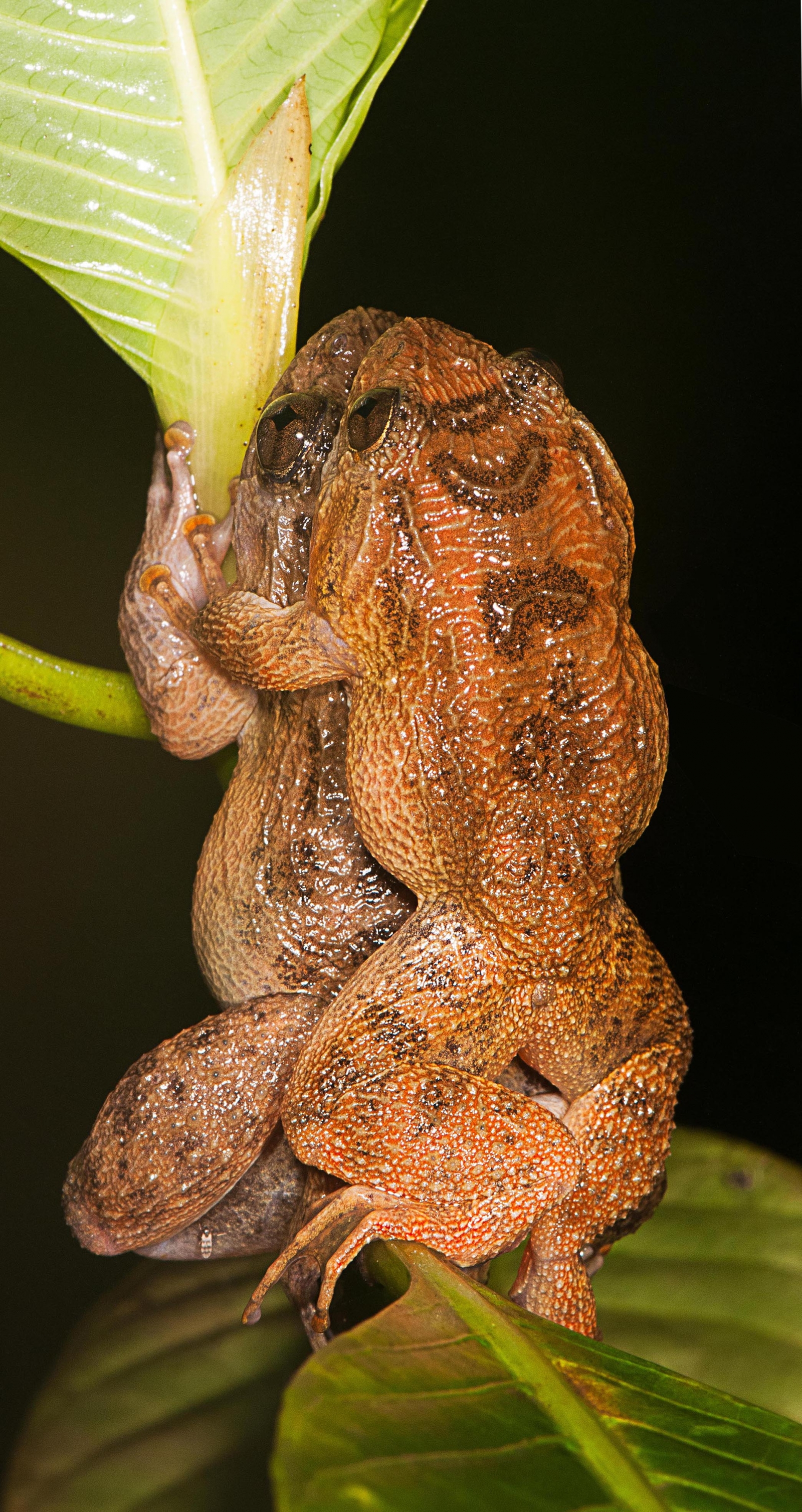 Froggy style Bombay night frog's mating position is unlike anything