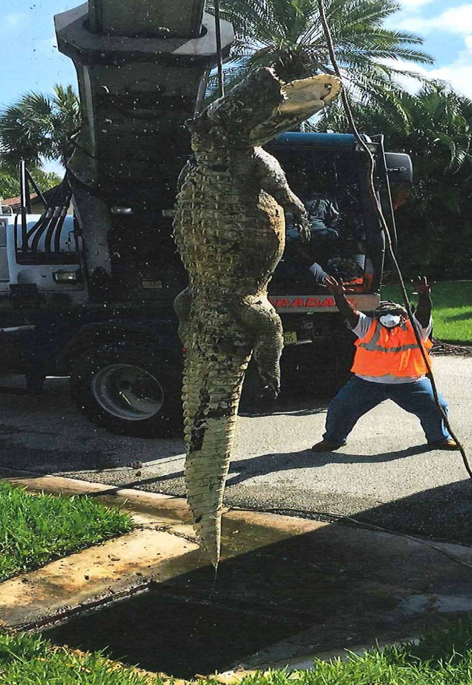 11ft-long alligator found blocking Florida drain