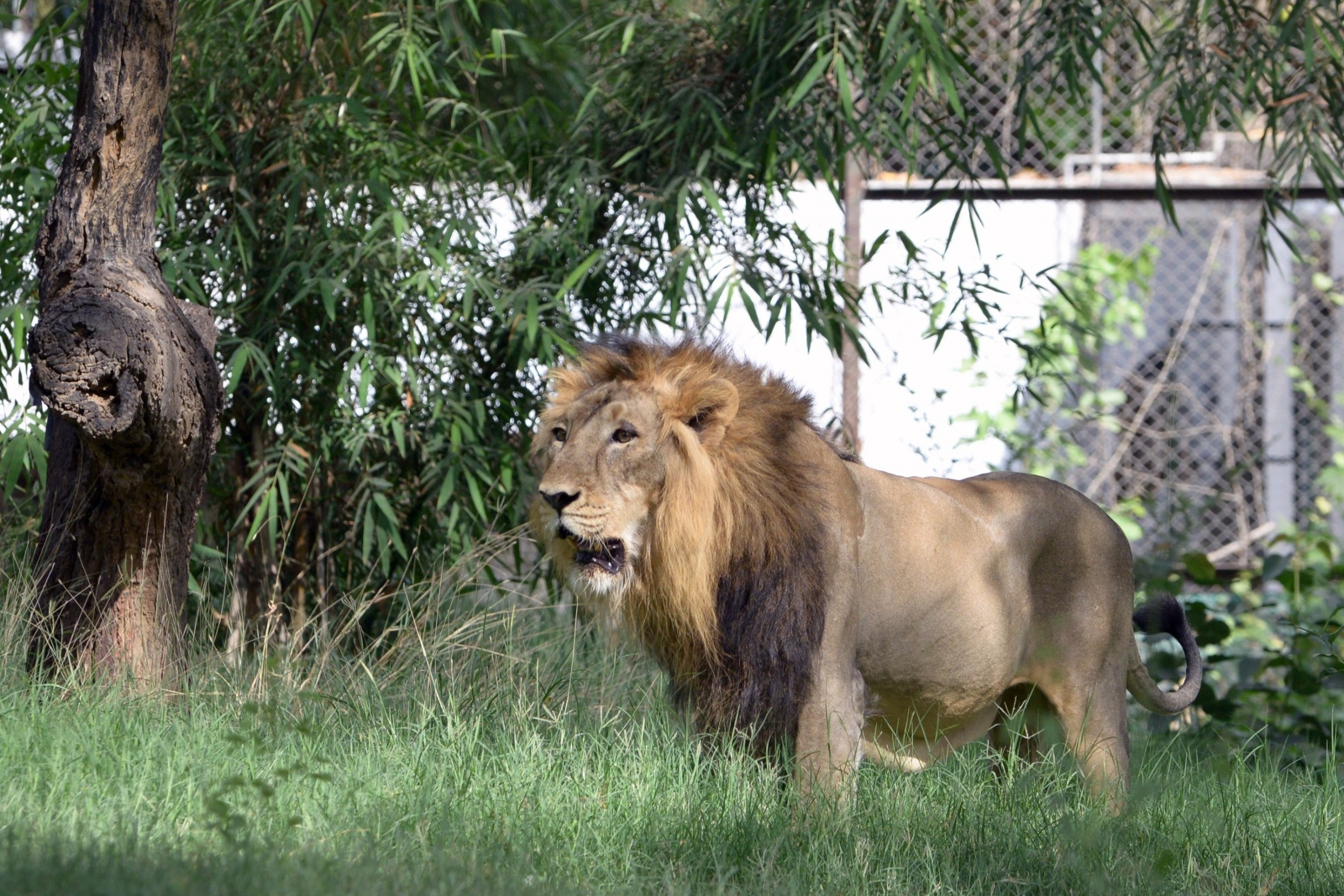 habit of lion in hindi