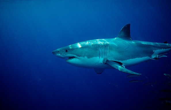 Diver narrowly escapes shark attack after great white 'test bites' his ...