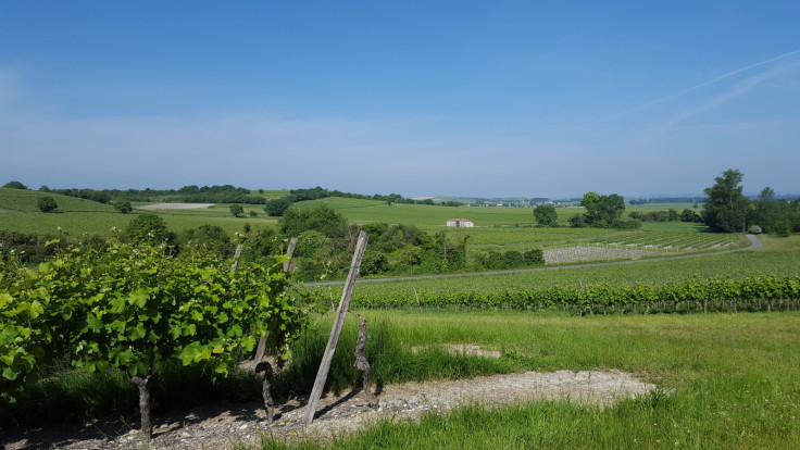 Grapes vines and rolling hills in Cognac