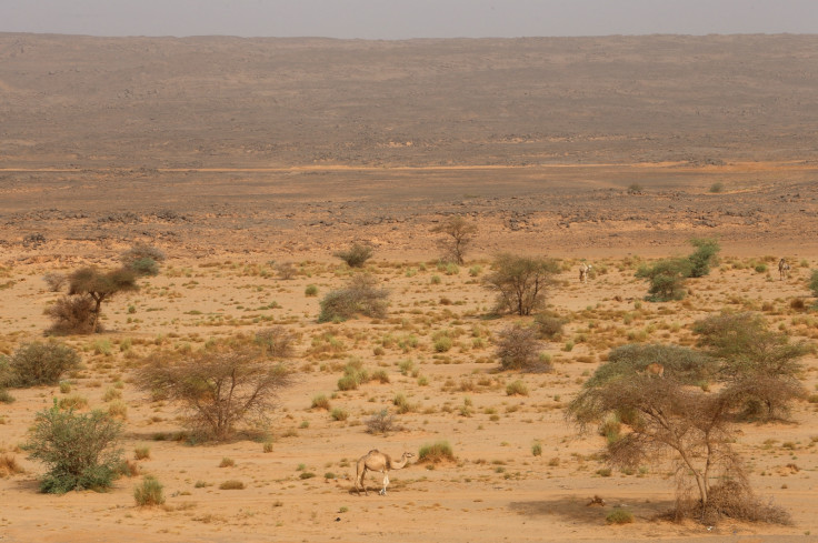 Niger migrants found dead in desert