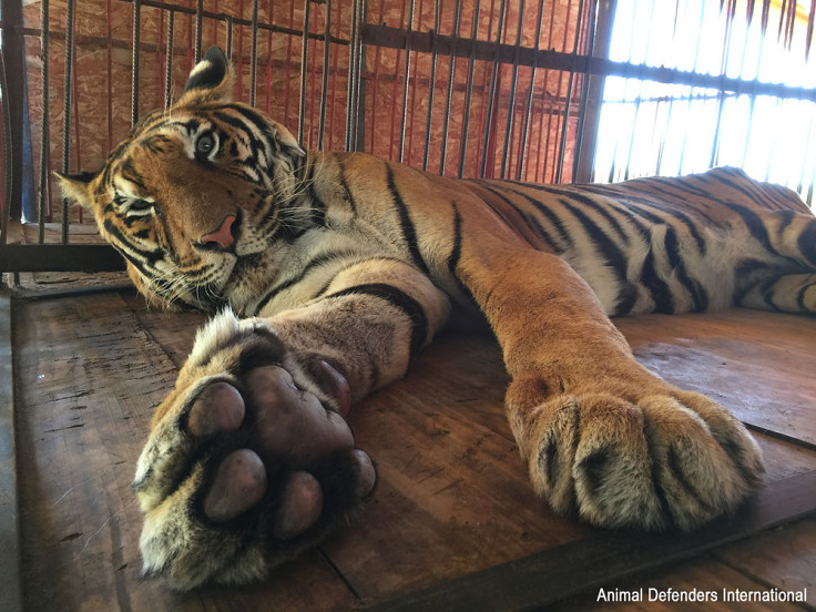 Hoover the tiger in his circus cage