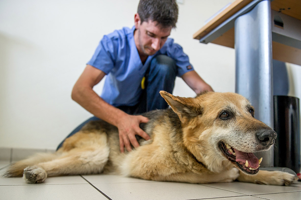 Клещ овчарка немецкая. Ветеринар осматривает собаку. Veterinary Diagnostic.