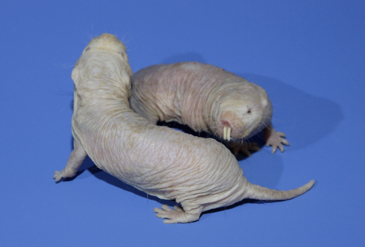 naked mole rat cancer
