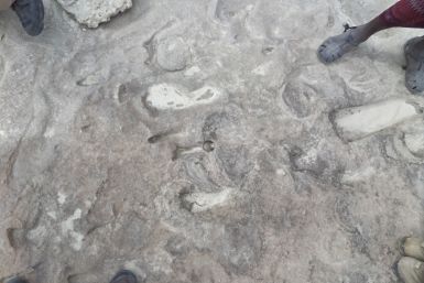 Homo erectus footprints