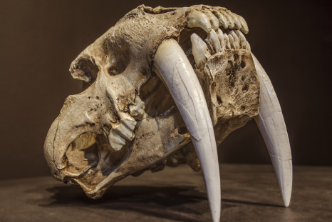 saber-toothed cat