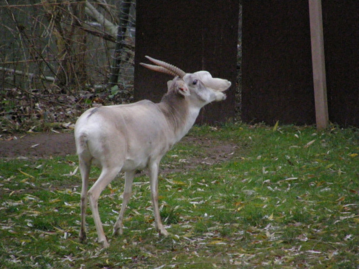 saiga antelopes threat