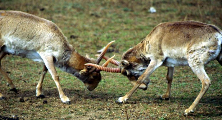 saiga antelopes threat