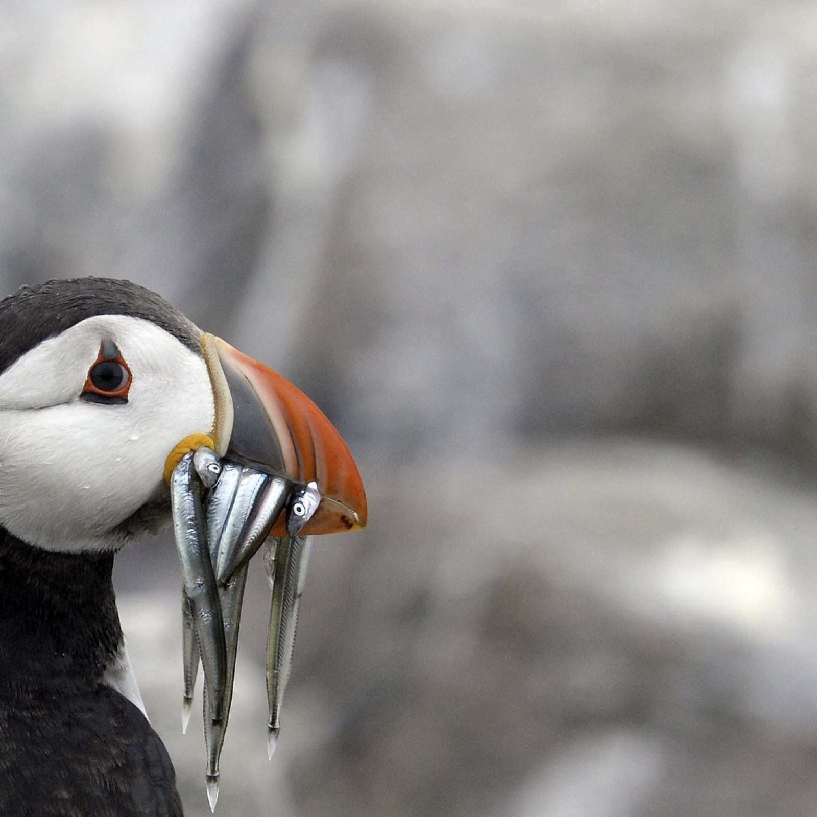 Puffin Eating Fish Puffins, Politics, And Joyful Doggedness In Maine