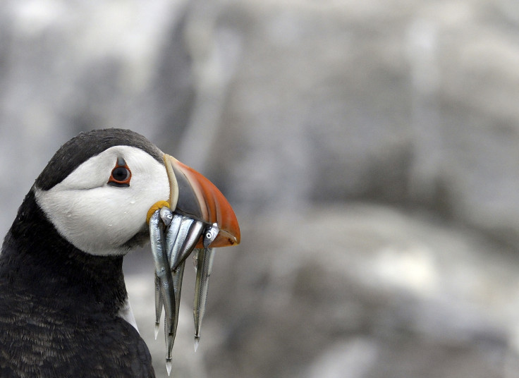 Puffin eating fish