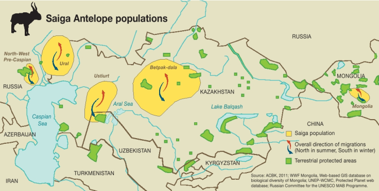 saiga antelopes threat