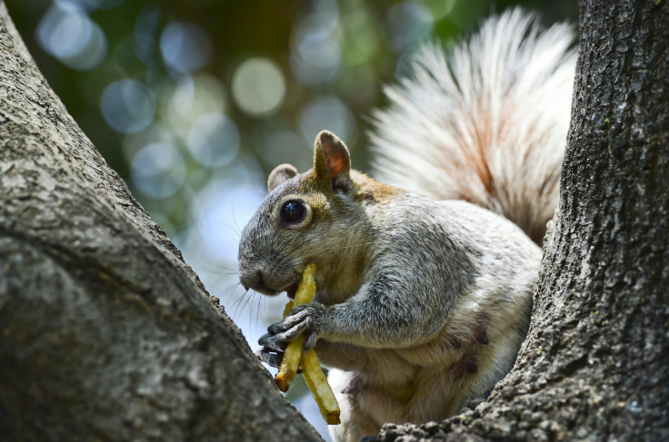 Squirrel eating chips