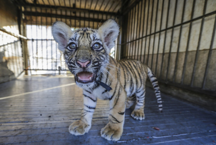 Tiger cub