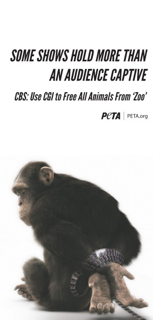 chimp ad