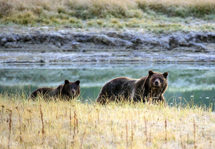 grizzly bear