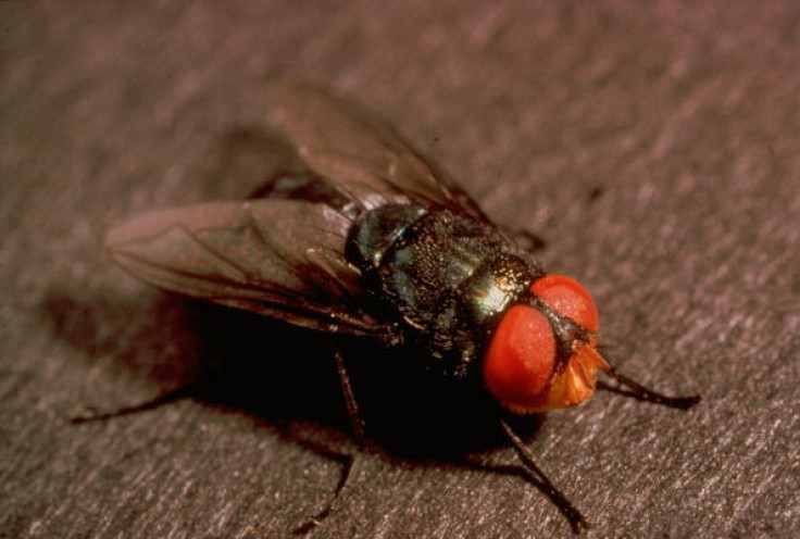 Screwworm flies reproduction