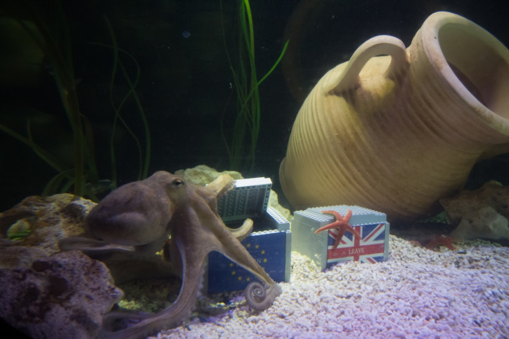 Otto the octopus at SeaLife Manchester