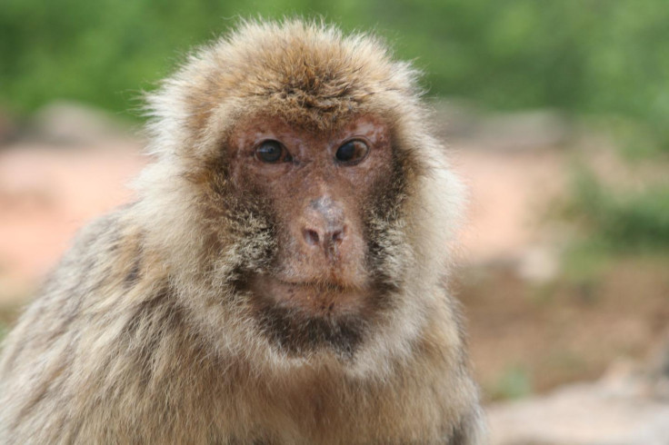 macaque social interactions