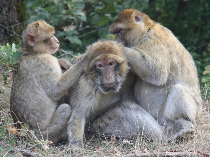 macaque social interactions