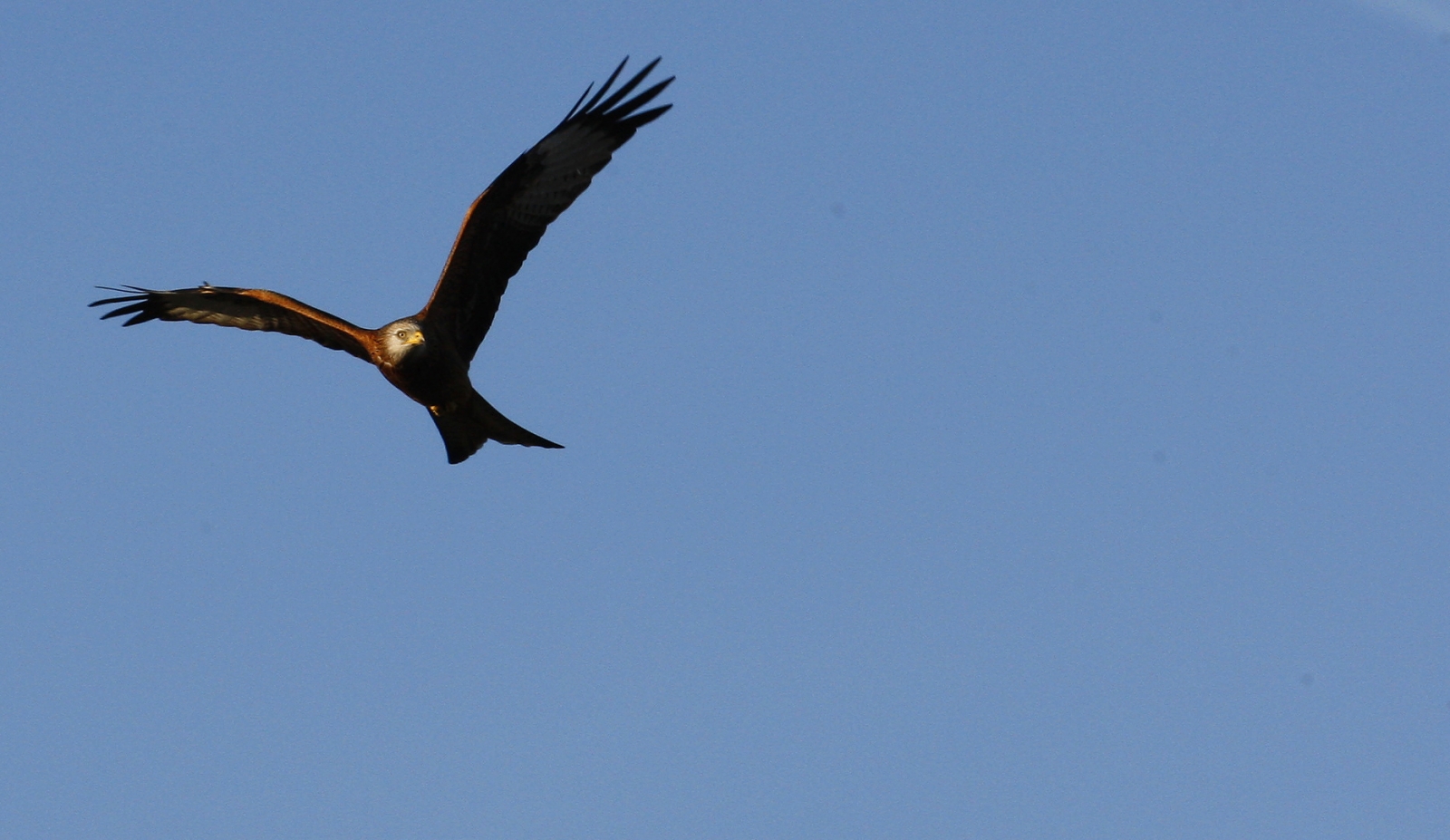 Red Kites Saved From Brink Of Extinction In UK