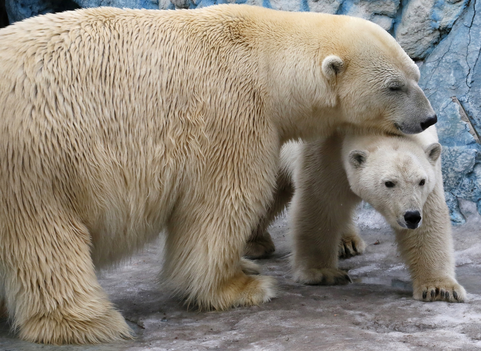 About 2500 animals from Buenos Aires zoo to be moved as authorities ...