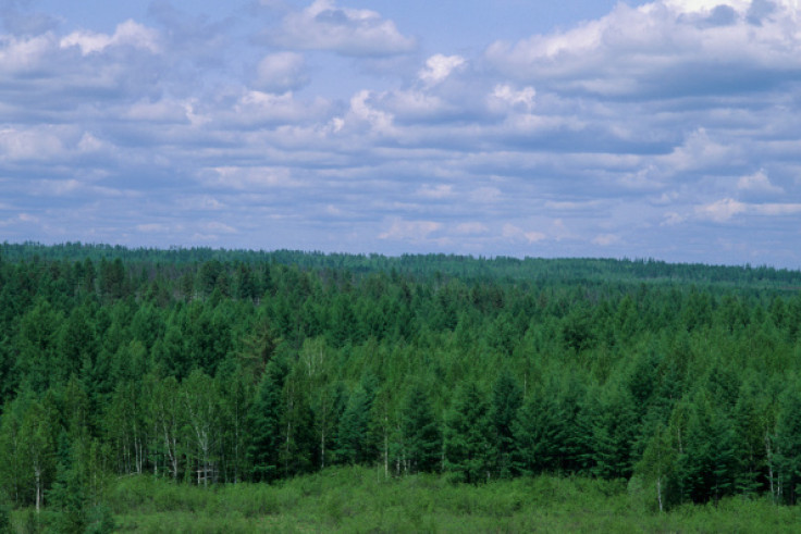 vegetation in Siberia 