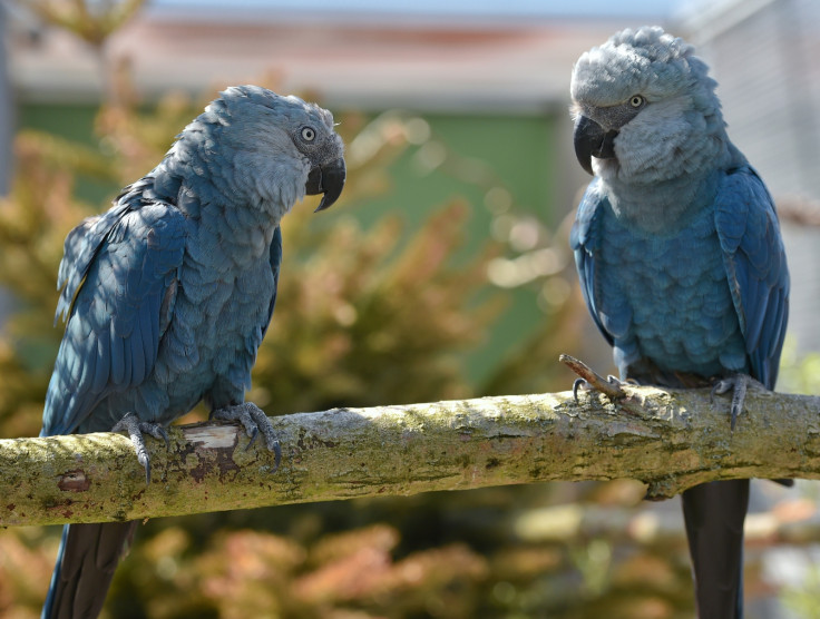 Spix's Macaw