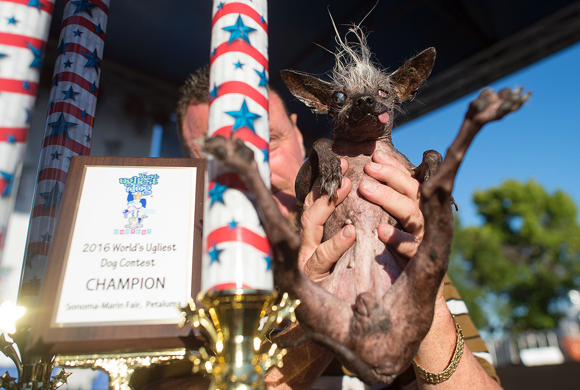 world-s-ugliest-dog-2016-blind-chihuahua-chinese-crested-mix-sweepee