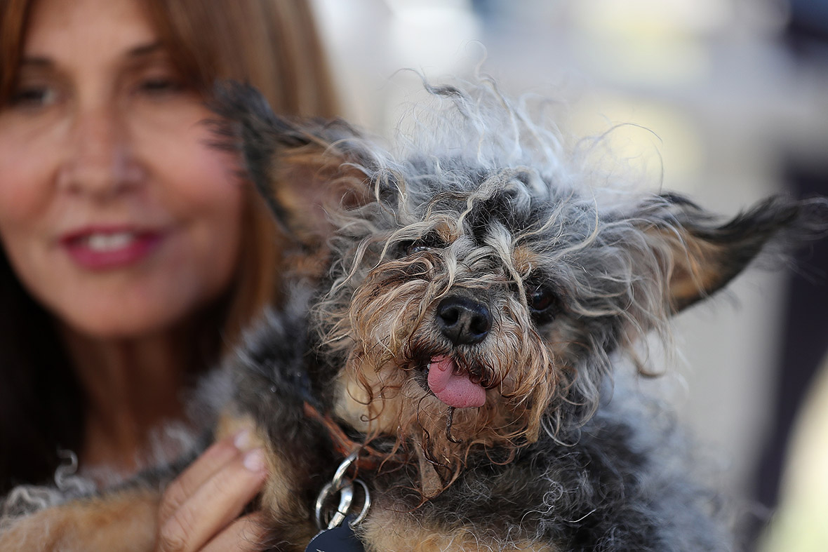 World's Ugliest Dog 2016: Blind chihuahua-Chinese crested ...