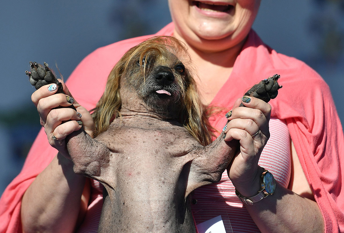 Worlds ugliest dog 2016