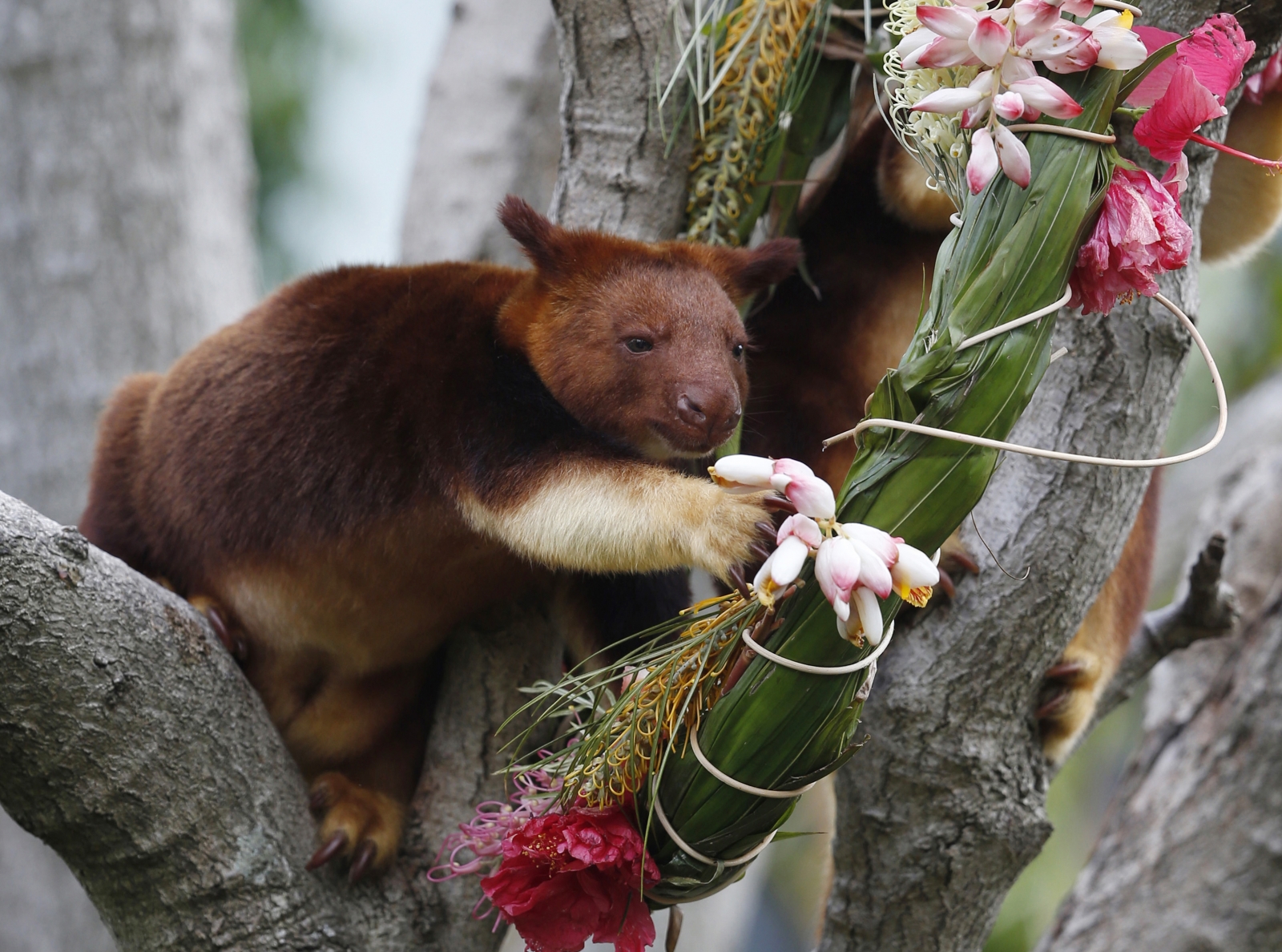 Orphaned tree kangaroo journeys from Australia to Singapore zoo to save