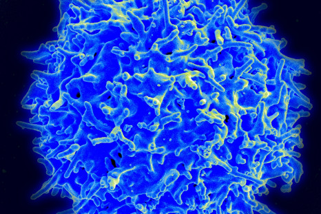 autoimmune disease T cell