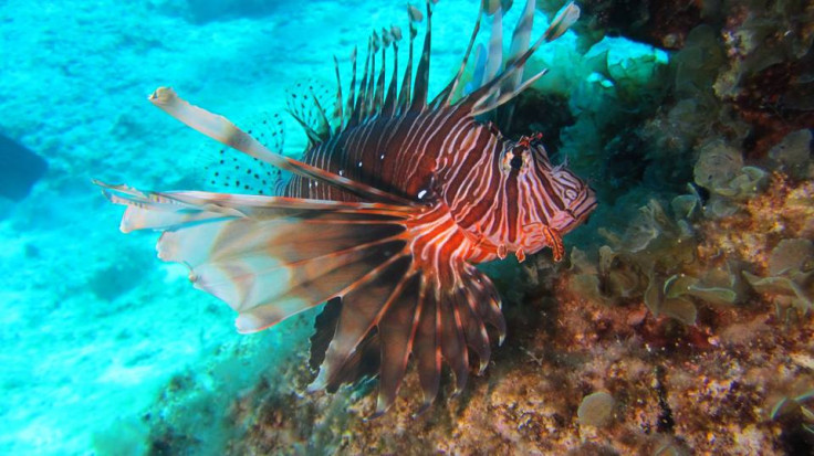 lionfish Pterois miles devil firefish