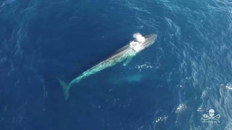 California: Team battle to save blue whale entangled in fishing line