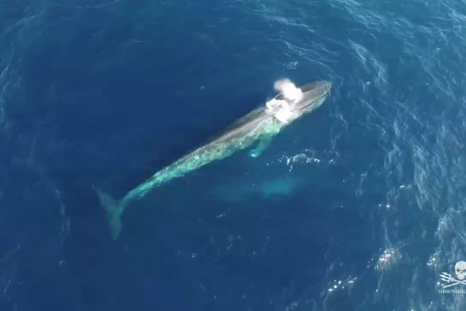 Blue Whales Explainer Video 
