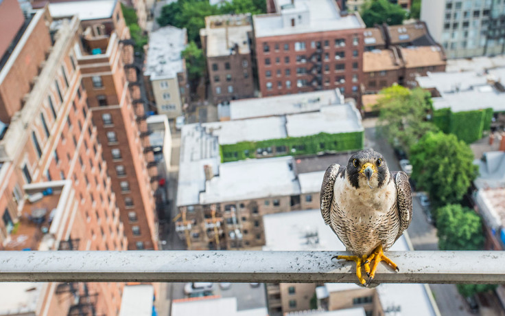 Environmental Photographer of the Year 2016