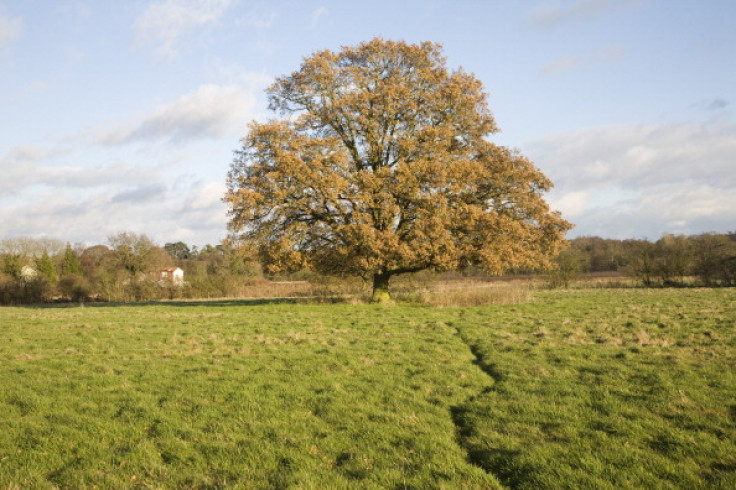 oak tree light pollution