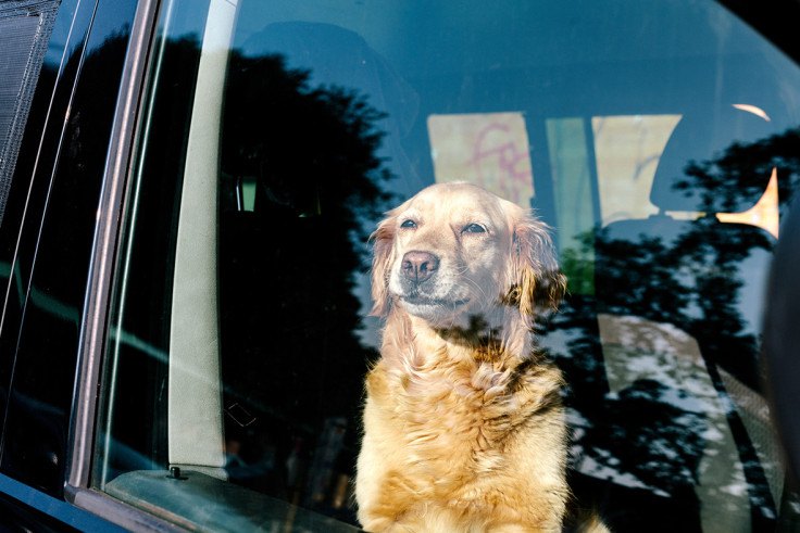 Dog in car