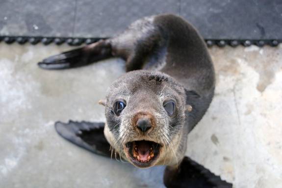 Australia storms: Sydney’s wildlife hospital releases young seal into the wild Australia storms: Sydney’s wildlife hospital releases young seal into the wild