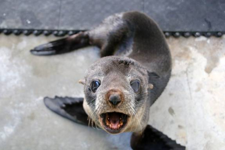 Australia storms: Sydney’s wildlife hospital releases young seal into the wild