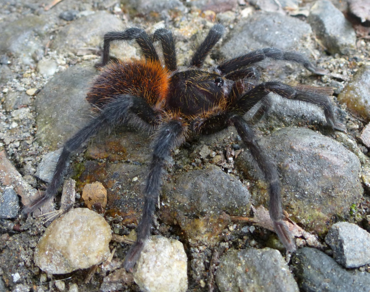 tarantula discovery