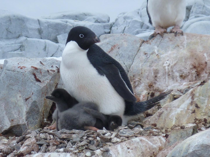 Adelie penguin decline