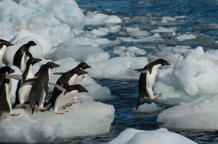 Adelie penguin decline