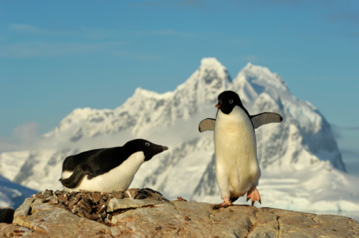 Adelie penguin decline