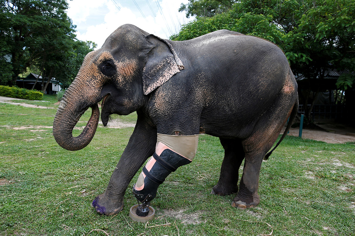 Elephants with prosthetic legs