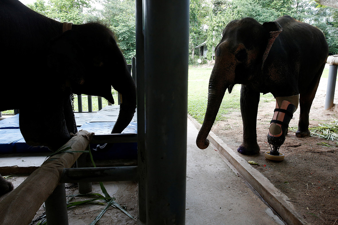 Elephants with prosthetic legs
