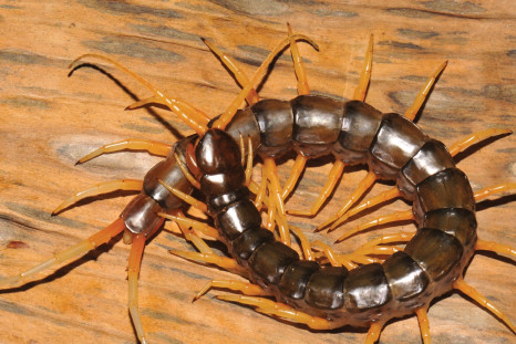 centipede new species 